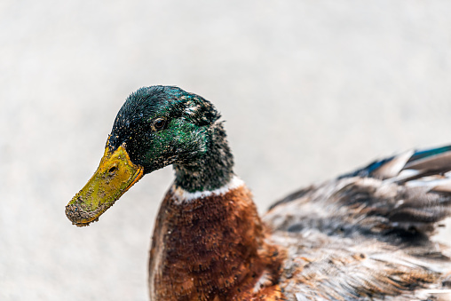 Close up of ducks relaxing by a river.