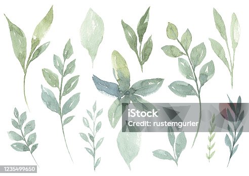 istock Set of watercolor Flower and green leaves 1235499650