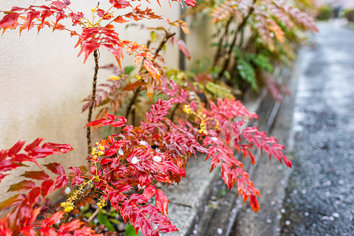 Kyoto, Japan residential area in Philosopher's path garden park with closeup of wet red colorful vibrant autumn spring Mahonia holly leaves with yellow flowers