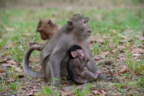 istock Family of monkey 1235509066