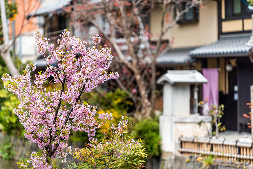 Kyoto kiyamachi-dori neighborhood street in spring with Takase river canal water in Japan with sakura cherry blossom petals flowers