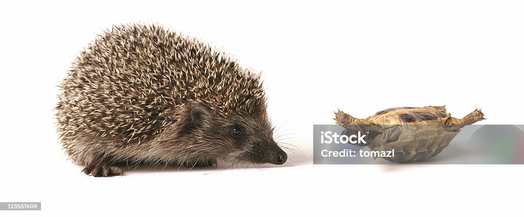 Don't you exercise? Young hedgehog and turtle. Turtle upside down and headhog sniffing around. Isolated on white. Animal Stock Photo