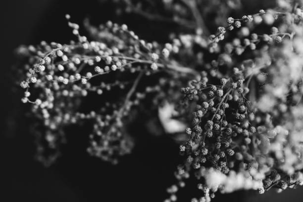 istock studio photo black and white flowers and plants 1235516452