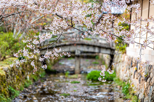 Arisu river canal water in Kyoto residential neighborhood in Arashiyama with spring cherry blossom flowers along water with nobody in April and small stone bridge