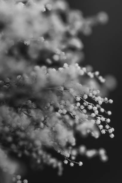 istock studio photo black and white flowers and plants 1235516980