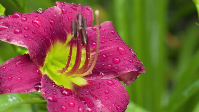 Wet Purple Day Lily