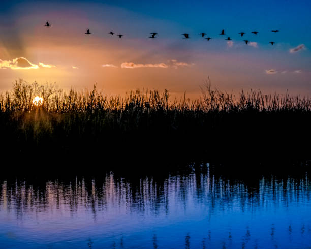 istock Sunset on the Loxahatchee Wildlife Reserve 1235522325