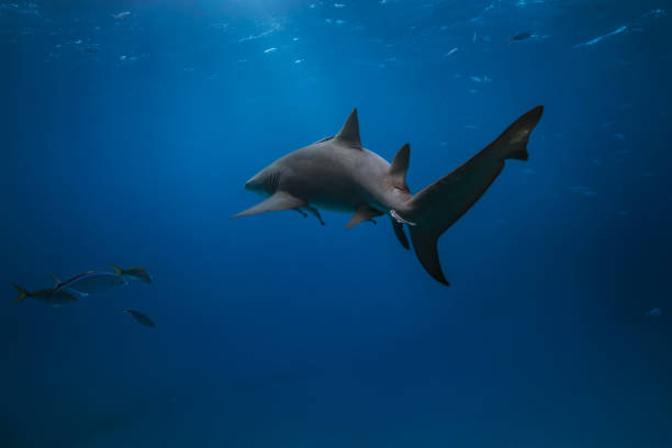 istock Lemon shark swimming in the Caribbean blue 1235535531