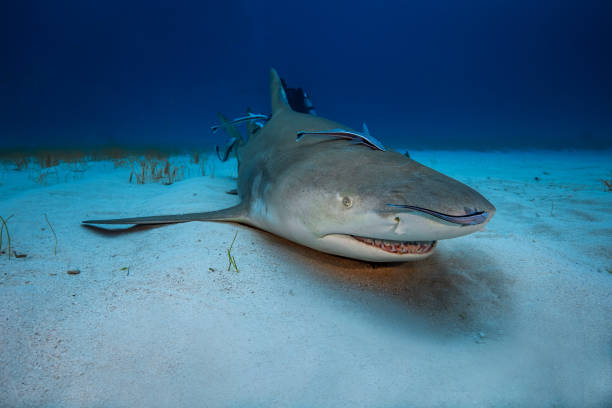istock Lemon shark at a cleaning station 1235536612