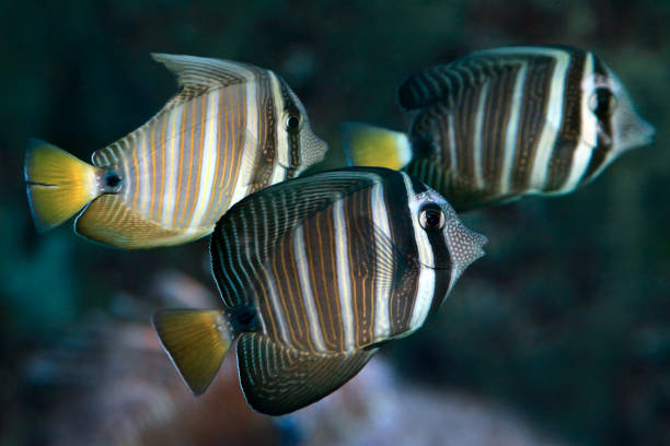 Red Sea Sailfin Tang Zebrasoma desjardinii. Marine fishes The Red Sea sailfin tang or Desjardin`s sailfin tang Zebrasoma desjardinii is a marine reef tang in the fish family Acanthuridae sailfin tang zebrasoma veliferum zebrasoma desjardinii stock pictures, royalty-free photos & images