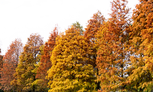 Bald cypress trees in autumn.
