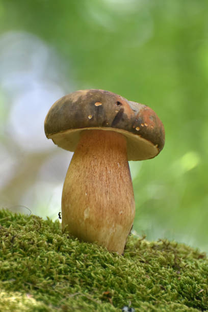 istock Penny Bun or boletus edulis mushroom in forest 1235539991