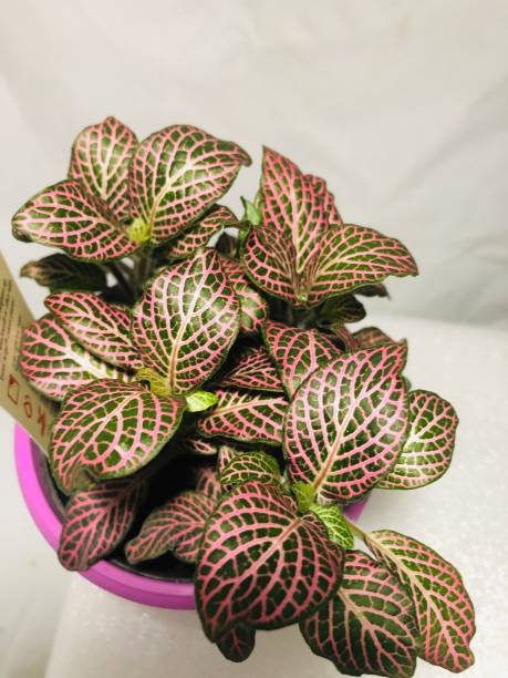 istock Pink fittonia 1235541011