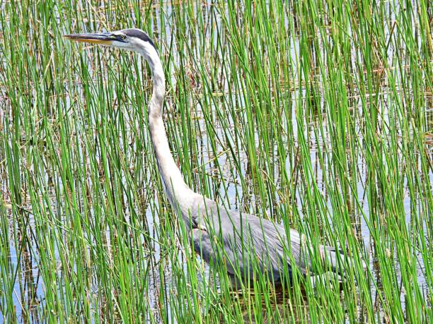 istock Great Blue Heron (Ardea herodias) walking in a Florida wetland 1235541527