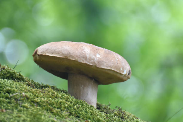 istock Penny Bun or boletus edulis mushroom in forest 1235543569