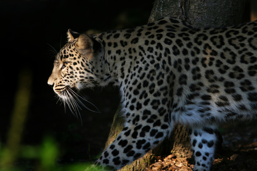 Leopard in attacking pose, face lightened by a ray of sunlight.