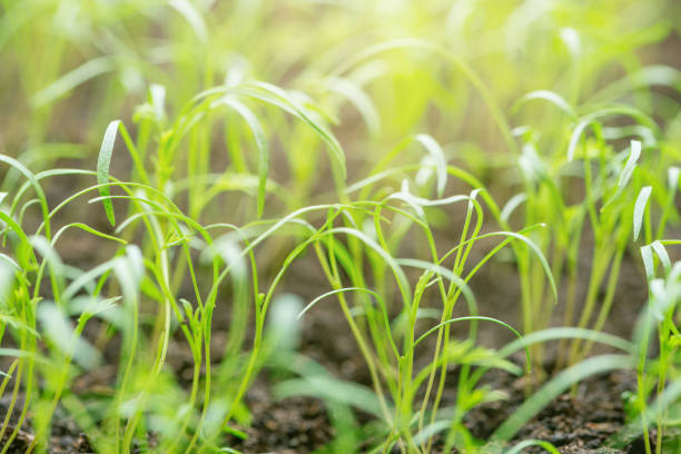 plants of the dill in the garden at spring time. - 2359 imagens e fotografias de stock