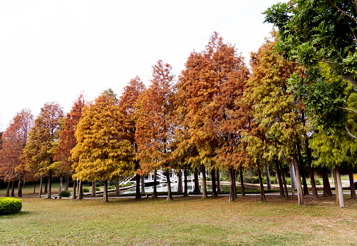 Bald cypress trees in autumn.