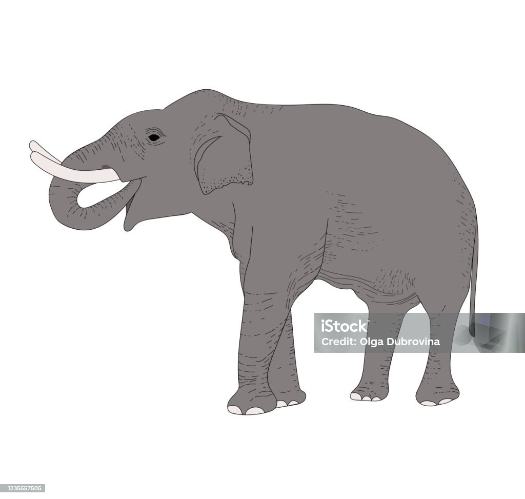 Ver weg Digitaal Bereid Vectorkleurillustratie Grijze Olifant Met De Hand Getekend Dieren In De  Natuur Stockvectorkunst en meer beelden van Afrika - iStock