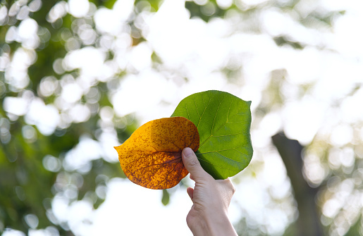 Woman hand holding hibiscus leaves in autumn.