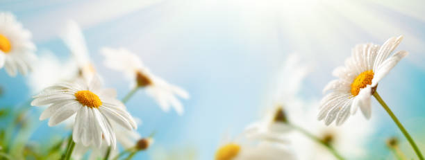 istock Beautiful chamomile flowers in meadow. 1235561026