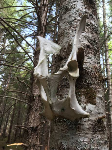 istock Animal skull in New Brunswick. 1235563708