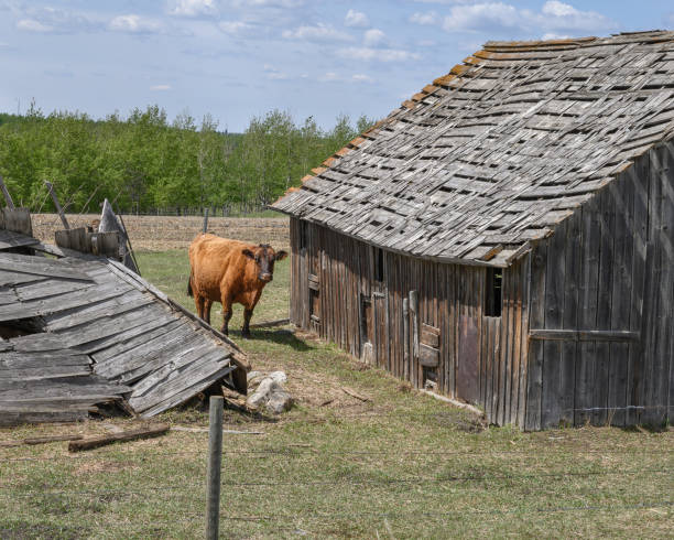 istock Cattle with Old Barn near Innisfail, Alberta, Canada 1235565319