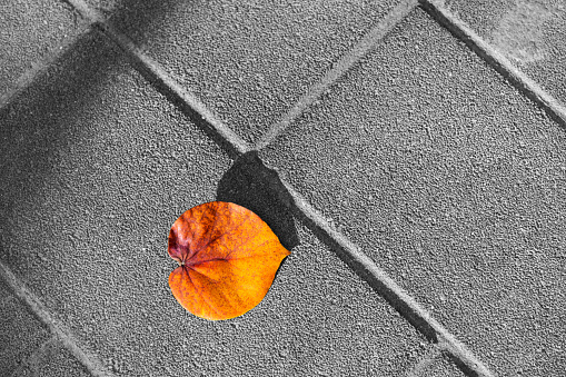 Autumn leaf falling on the floor