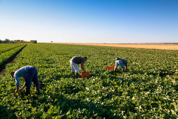 un gruppo di lavoratori agricoli stagionali migranti raccoglie meloni in una piantagione vicino a foggia in puglia, nel sud italia - picking up safety working men foto e immagini stock