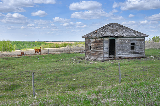 Cattle grazing in a pasture stand beside old buildings near the town of Innisfail, Alberta, Canada