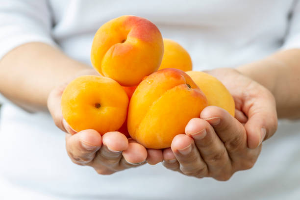 Women holding a handful of apricot.