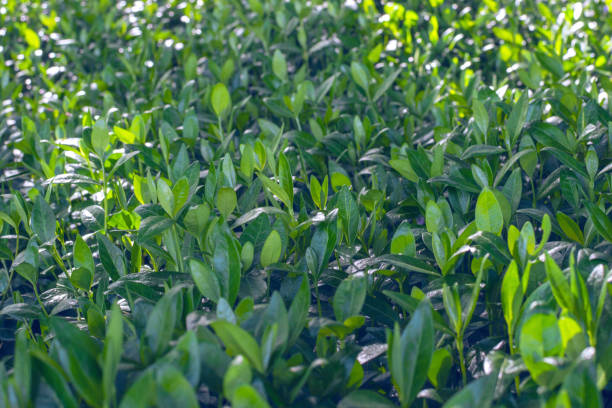 istock Ground covered with Vinca minor plant (common names lesser periwinkle or dwarf periwinkle) 1235597968