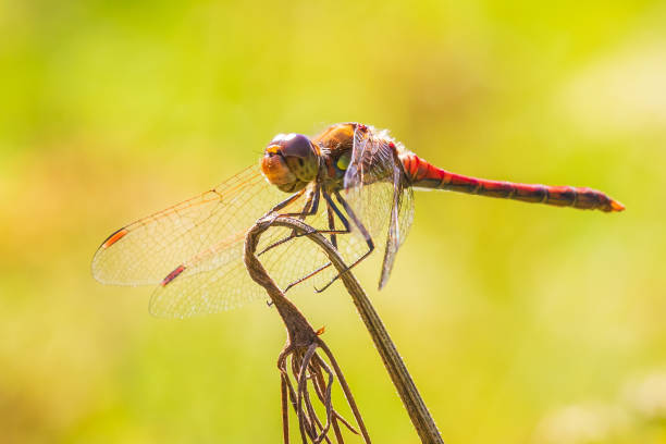 istock Vagrant darter Sympetrum vulgatum side view 1235600027