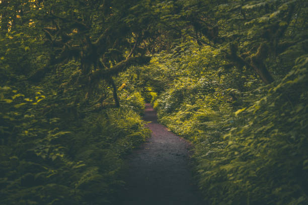 istock Hiking trail through dark lush Pacific Northwest forest 1235620987