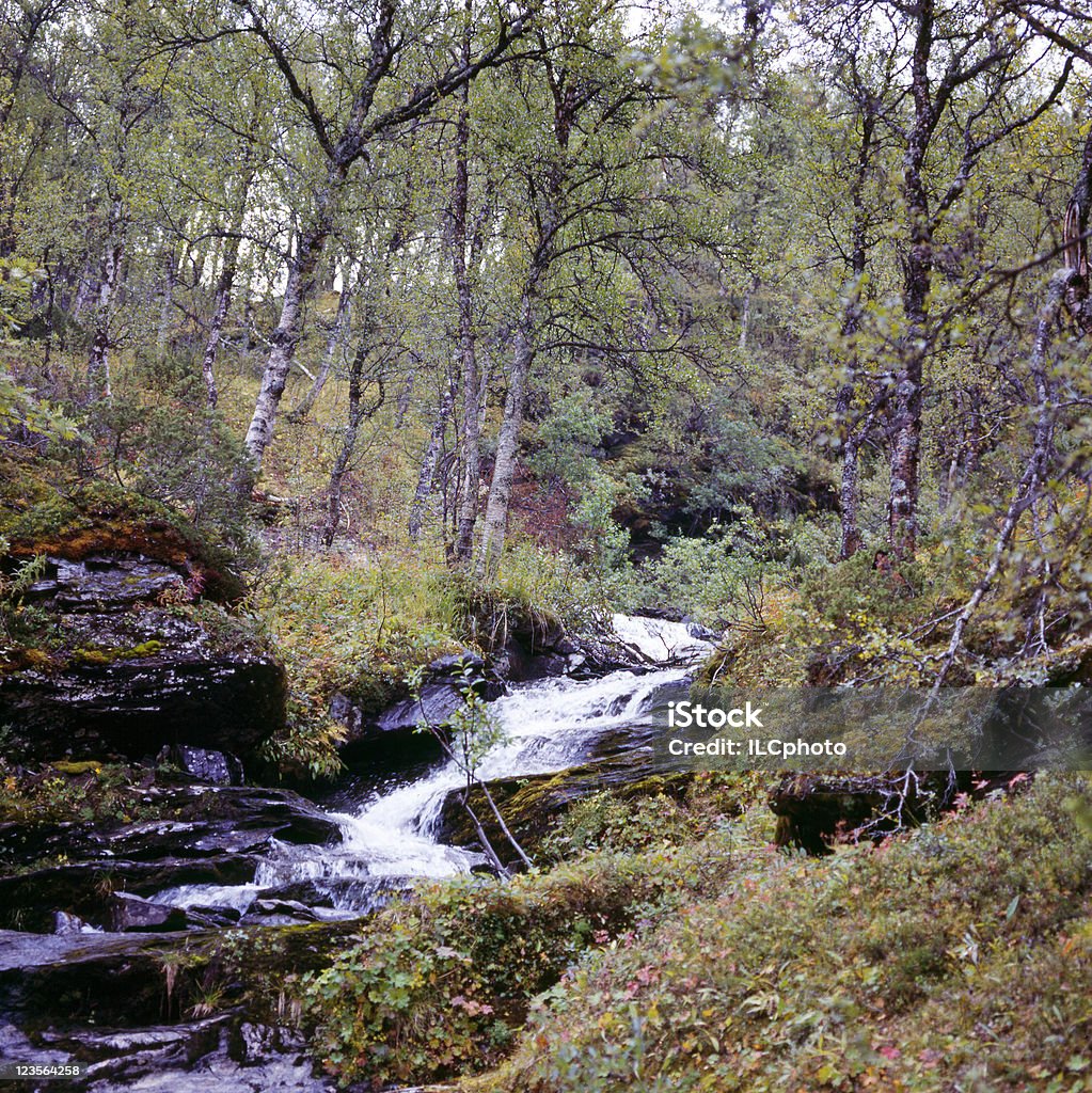 Woodland Stream. - Foto de stock de Arbusto royalty-free