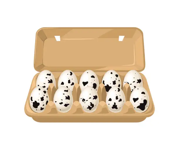 Vector illustration of Quail eggs in carton box isolated on white background. Vector illustration of packing fresh eggs in cartoon flat style.