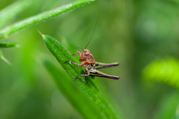 istock Grasshopper perched on a flower in its natural habitat. 1235653647