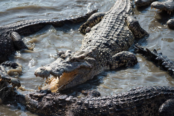 istock big crocodiles fighting on swamp 1235663724