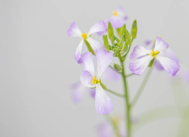 istock Close up colorful radish flower 1235678882