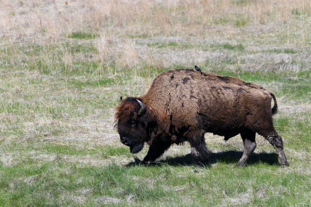 istock American bull bison, South Dakota, USA 1235686227