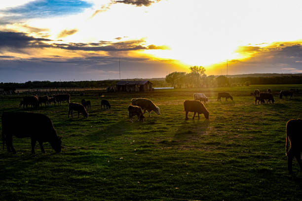 istock Herd of cow in the field over sunset 1235687264