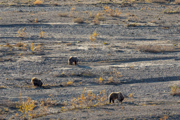 istock Grizzly Bear Sow and Cubs in Alaska in Fall 1235692489