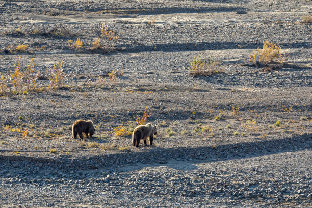 istock Grizzly Bear Sow and Cubs in Alaska in Fall 1235697209