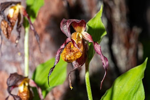 Front view of a withered slipper orchid with blurred tree in the background