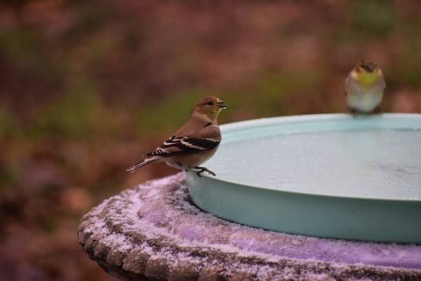 istock Finches in the Snow 1235752636