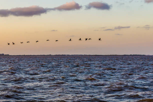 istock Birds flying over Guaiba lake at sunset 1235752645
