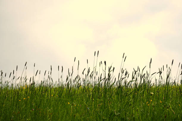 istock Grass weed meadow colourful photo with cloudy sky in the background. 1235754825