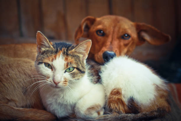 ラグの上で眠っているペットが大好きです。犬と猫は一緒に横たわって、友人です。獣医ストック写真 - dog dachshund small puppy ストックフォトと画像