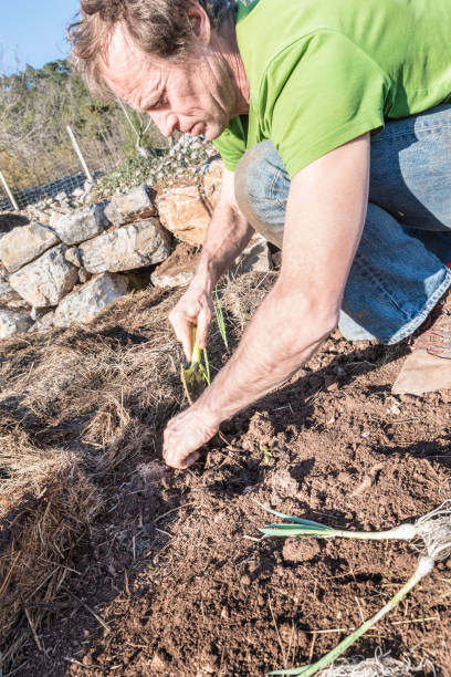istock Man Planting Organic Onion in the Vegetable Plot 1235783263