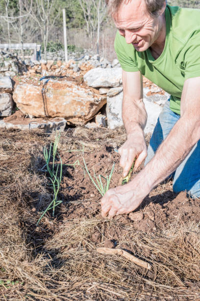 istock Man Planting Organic Onion in the Vegetable Plot 1235783265